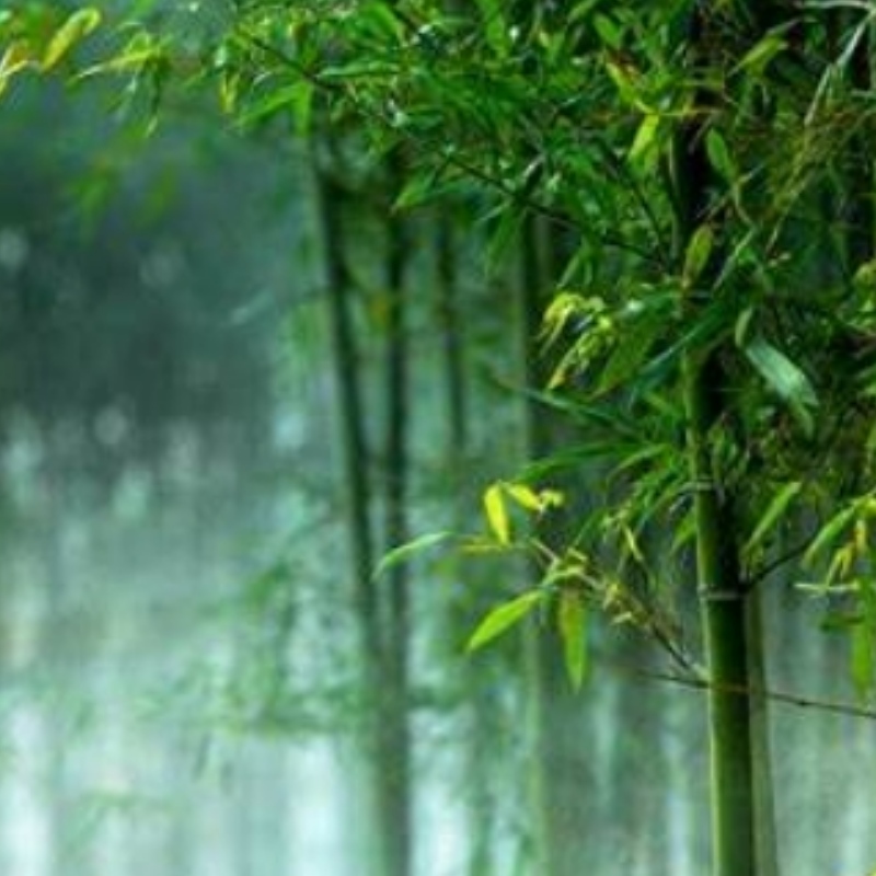 Bambú in ionad ushers plaisteacha i rénuanuálaíochta
